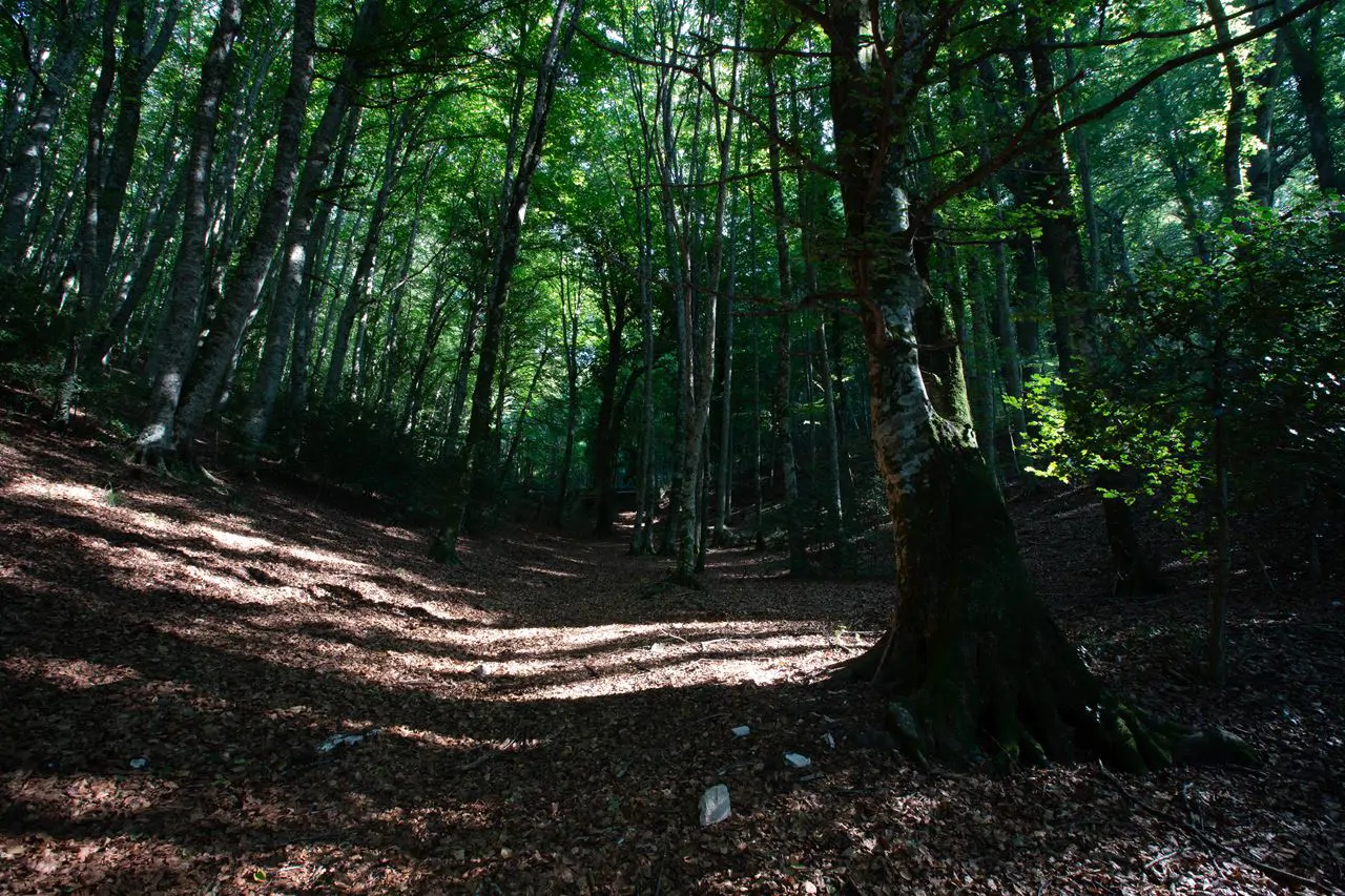 Die Foresta Umbra am Gargano: Buchen wenige Kilometer vom Meer